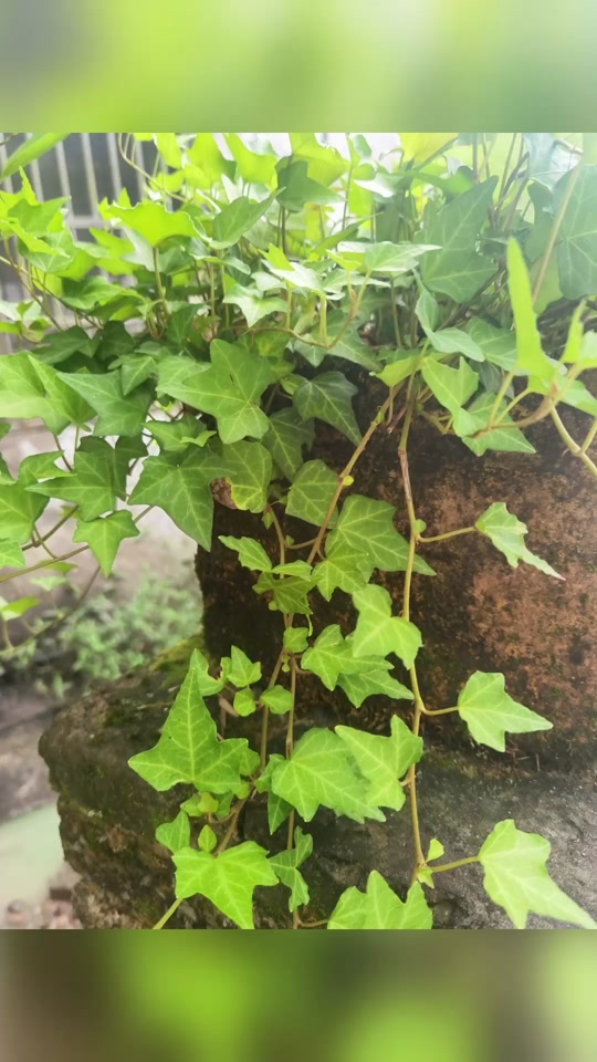 扁豆的种植方法图解:从播种到收获的完整指南